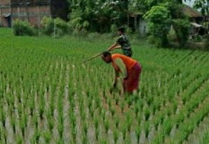 Pendampingan Petani, Peran Babinsa Kodim Ponorogo Wujudkan Ketahanan Pangan