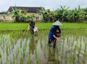 Babinsa Kodim Ponorogo Blusukan Ke Sawah, Bantu Mupuk Sawah Petani