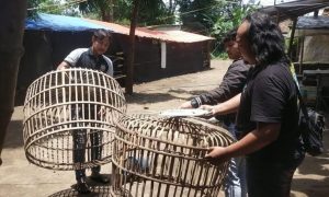 Polres Nganjuk Bongkar Arena Sabung Ayam di Ngronggot