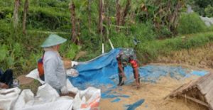 Petani Panen Padi, Babinsa Bantu Panen Sekaligus Komsos Sergab